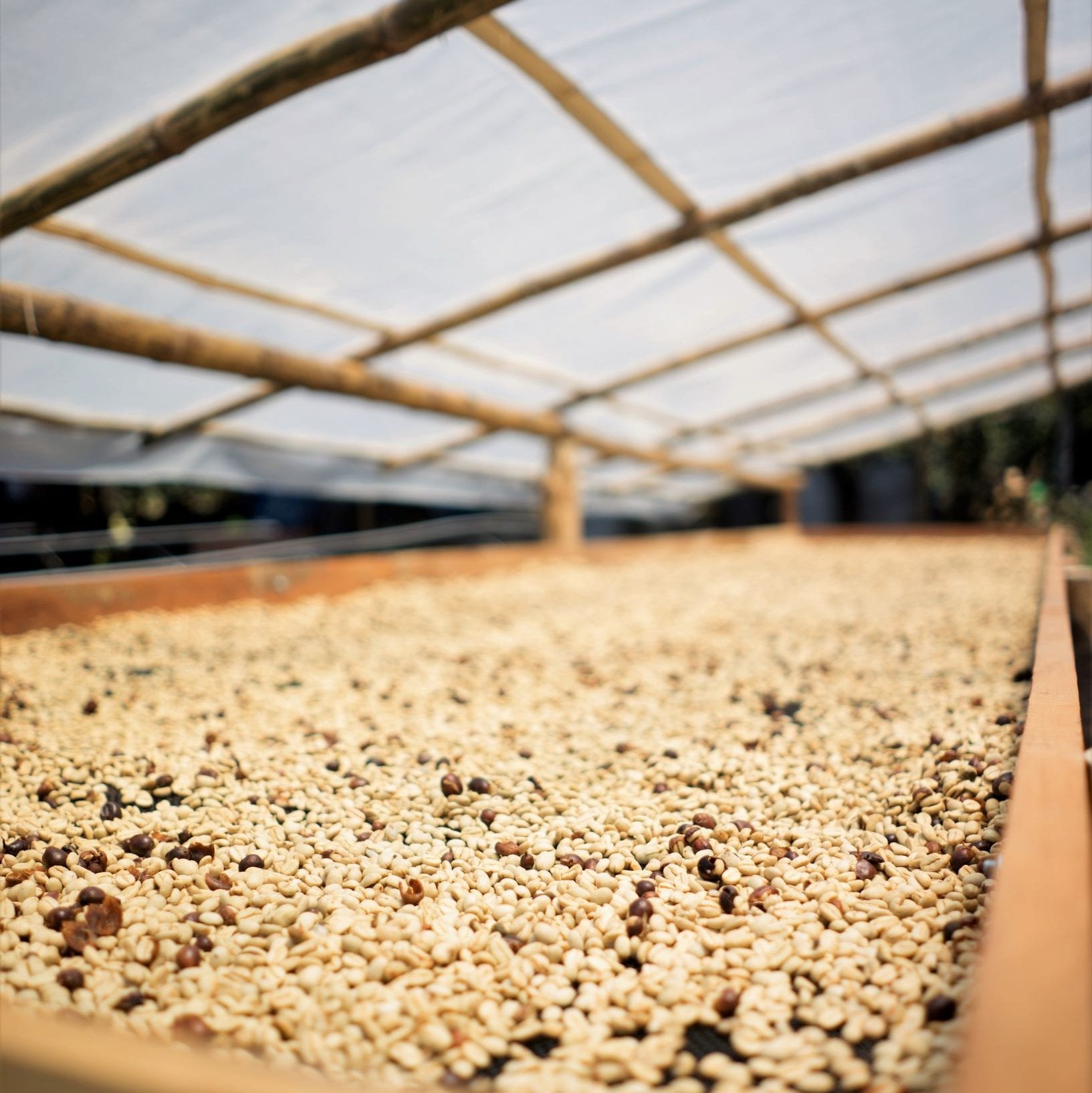 Washed coffee drying