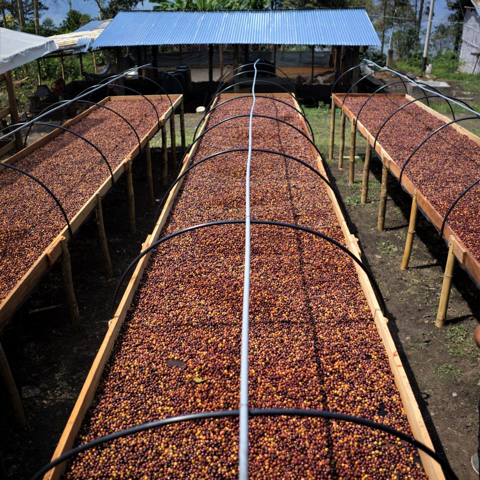 Coffee cherries drying