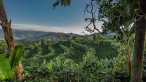 Finca La Palmera