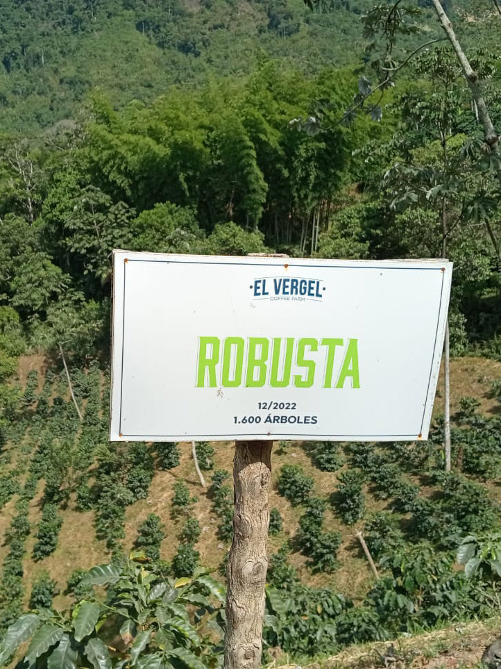 THE ROBUSTA REVOLUTION: A COFFEE SPECIES REAWAKENS