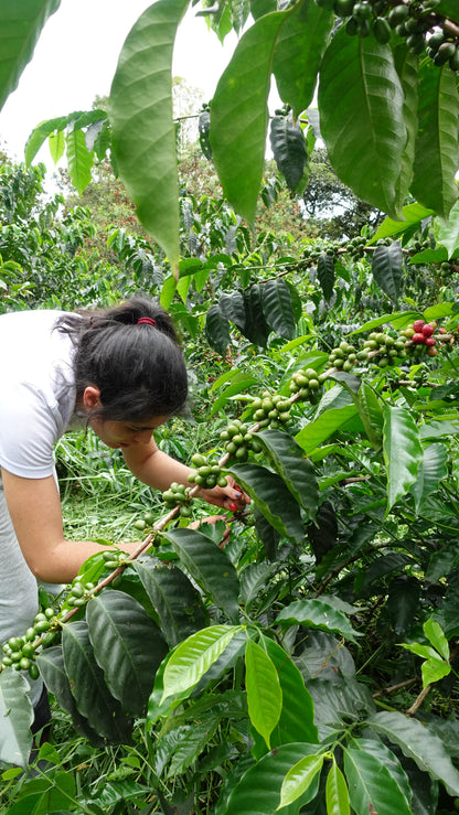 Colombia Alejandra Guerrera Sudan Rume Natural