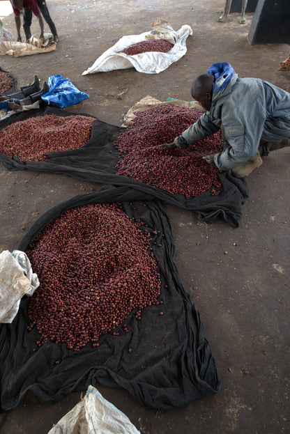 Kenya Karimikui AA