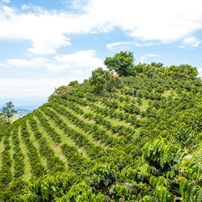 Colombia Shady & Elias Bayter Candy Blast (Watermelon Co-fermented)