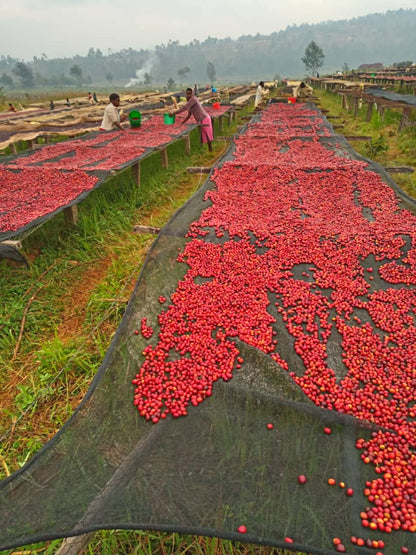 Burundi Gihere Natural