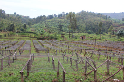 Burundi Yandaro Honey
