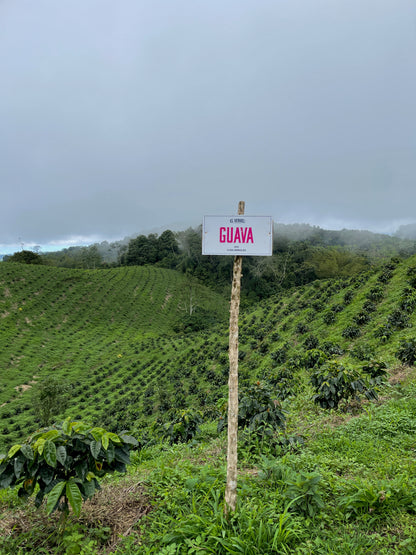 Colombia Elias & Shady Bayter Guava Banana