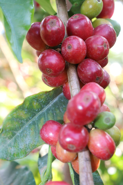 Kenya Thunguri AA