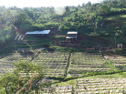 Burundi Ngogomo Washed