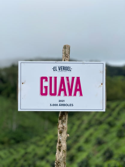 Colombia Elias & Shady Bayter Guava Banana