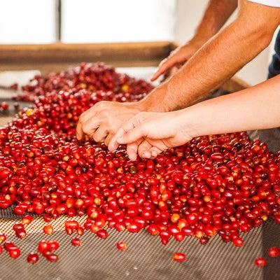 Colombia Shady & Elias Bayter Candy Blast (Watermelon Co-fermented)